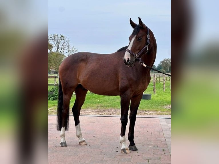 Hannoveraner Wallach 6 Jahre 164 cm Brauner in Riede