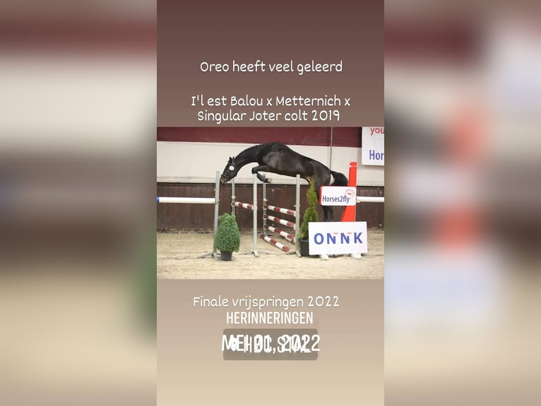 Hannoveraner Wallach 6 Jahre 164 cm Dunkelbrauner in Barger-Compascuum