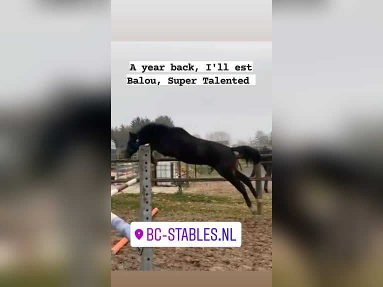 Hannoveraner Wallach 6 Jahre 164 cm Dunkelbrauner in Barger-Compascuum