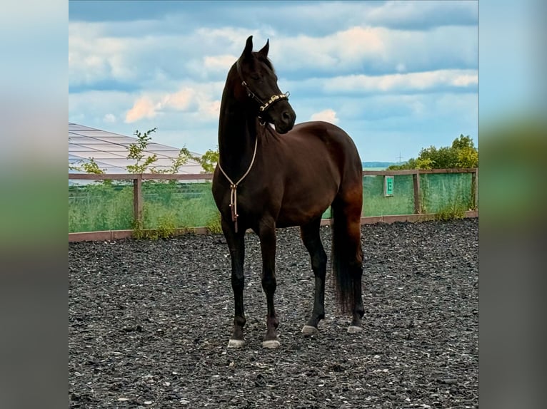 Hannoveraner Wallach 6 Jahre 164 cm Schwarzbrauner in Zw&#xF6;nitz