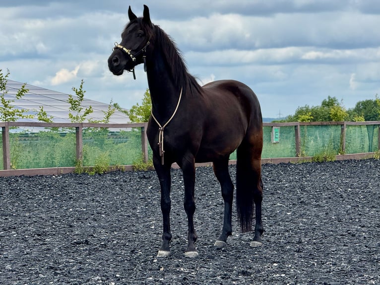 Hannoveraner Wallach 6 Jahre 164 cm Schwarzbrauner in Zw&#xF6;nitz