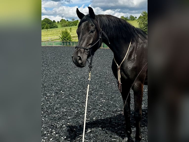 Hannoveraner Wallach 6 Jahre 164 cm Schwarzbrauner in Zw&#xF6;nitz