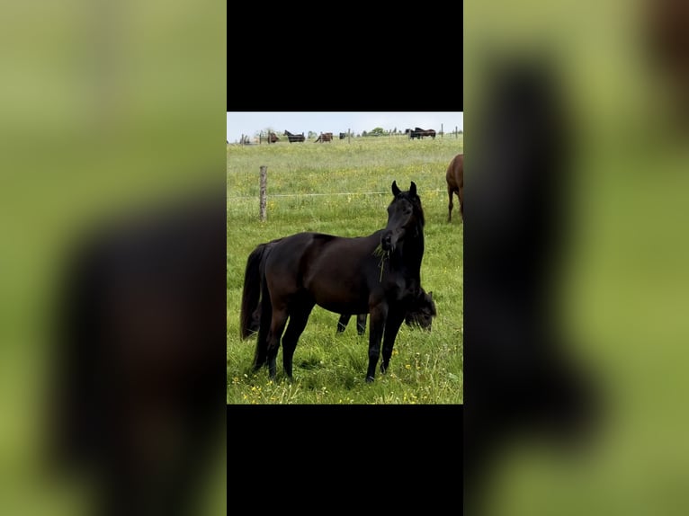Hannoveraner Wallach 6 Jahre 164 cm Schwarzbrauner in Zw&#xF6;nitz