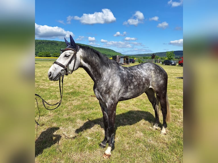 Hannoveraner Wallach 6 Jahre 165 cm Apfelschimmel in Northeim