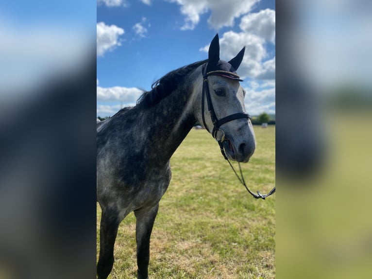Hannoveraner Wallach 6 Jahre 165 cm Apfelschimmel in Northeim