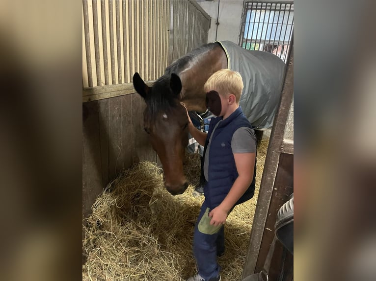 Hannoveraner Wallach 6 Jahre 165 cm Brauner in Mechtersen