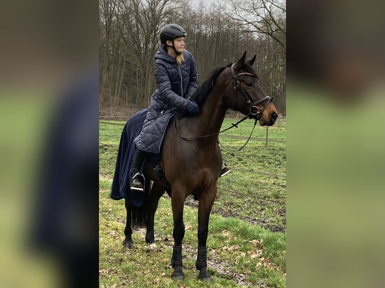 Hannoveraner Wallach 6 Jahre 165 cm Brauner in Mechtersen
