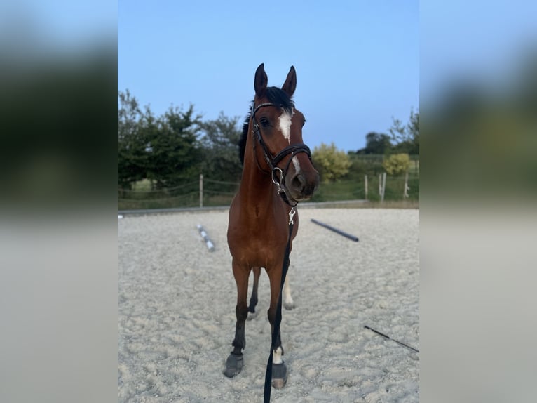 Hannoveraner Wallach 6 Jahre 165 cm Brauner in Gro&#xDF;-Umstadt