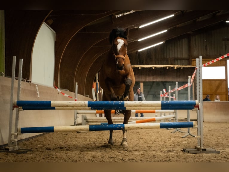 Hannoveraner Wallach 6 Jahre 165 cm Brauner in Gro&#xDF;-Umstadt