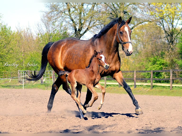 Hannoveraner Wallach 6 Jahre 165 cm Brauner in Gro&#xDF;-Umstadt
