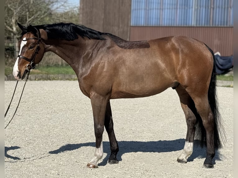 Hannoveraner Wallach 6 Jahre 165 cm Brauner in Klein Meckelsen