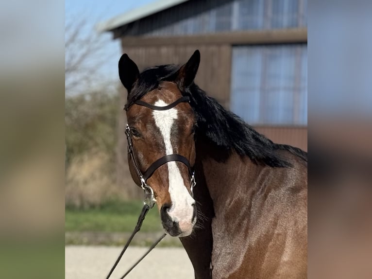 Hannoveraner Wallach 6 Jahre 165 cm Brauner in Klein Meckelsen
