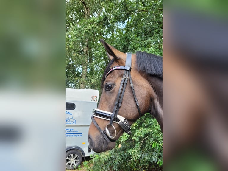 Hannoveraner Wallach 6 Jahre 165 cm Dunkelbrauner in Elmlohe