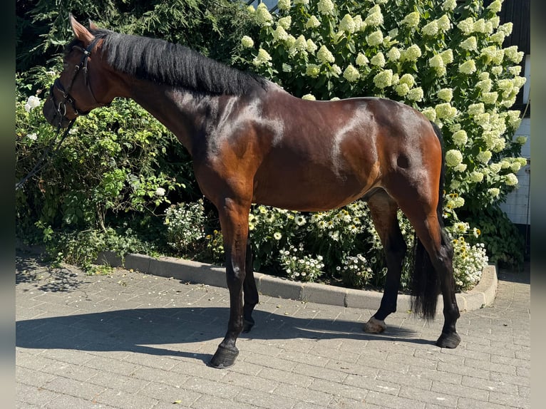 Hannoveraner Wallach 6 Jahre 165 cm Dunkelbrauner in Hamm