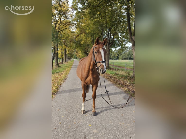 Hannoveraner Wallach 6 Jahre 165 cm Fuchs in Löbnitz