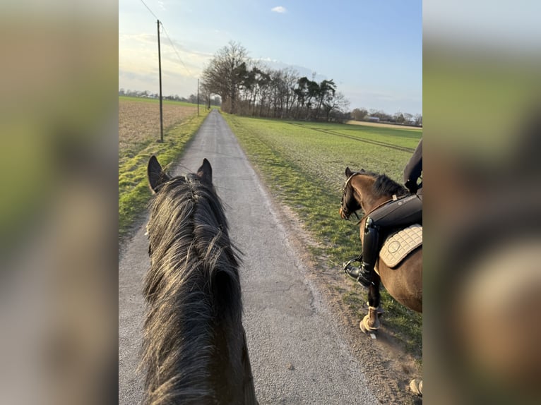 Hannoveraner Wallach 6 Jahre 165 cm Kann Schimmel werden in Diepenau