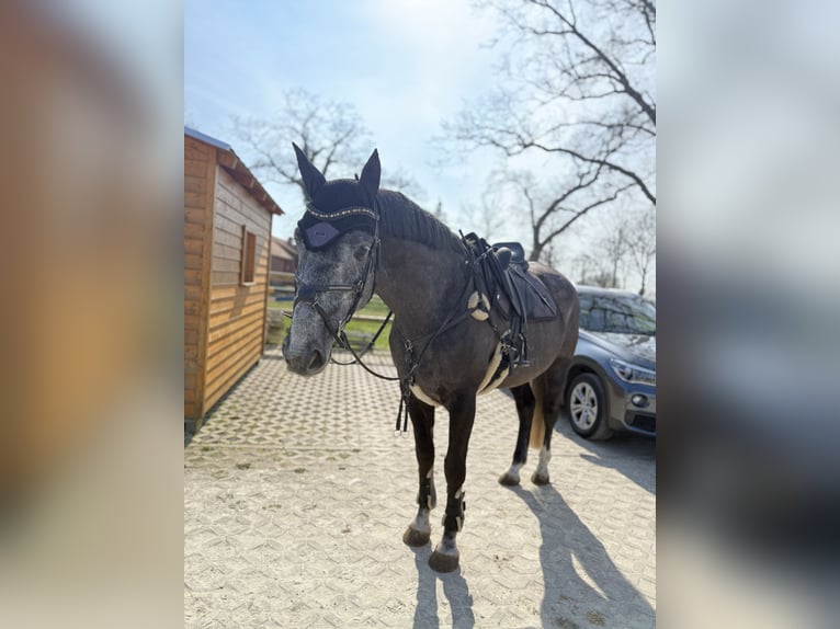 Hannoveraner Wallach 6 Jahre 165 cm Kann Schimmel werden in Diepenau