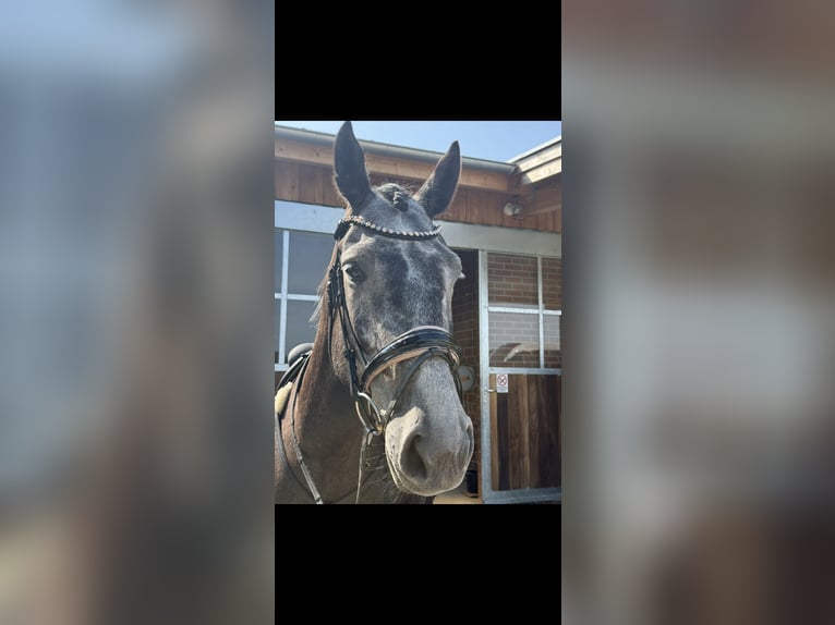 Hannoveraner Wallach 6 Jahre 165 cm Kann Schimmel werden in Diepenau