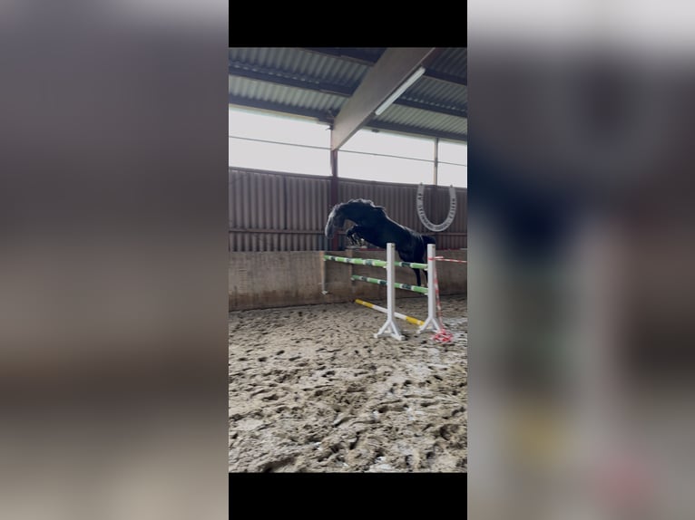 Hannoveraner Wallach 6 Jahre 165 cm Kann Schimmel werden in Diepenau