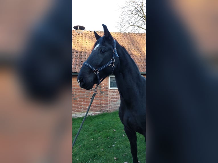 Hannoveraner Wallach 6 Jahre 165 cm Rappe in Lachendorf