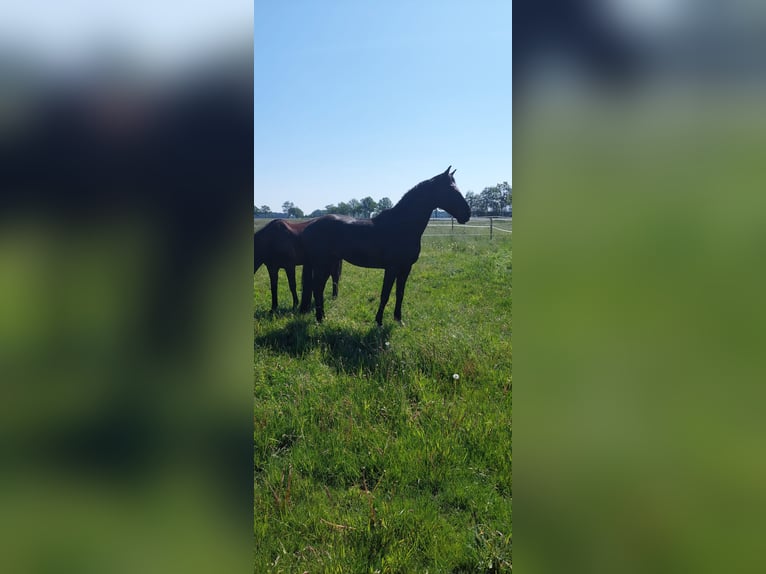 Hannoveraner Wallach 6 Jahre 165 cm Rappe in Lachendorf