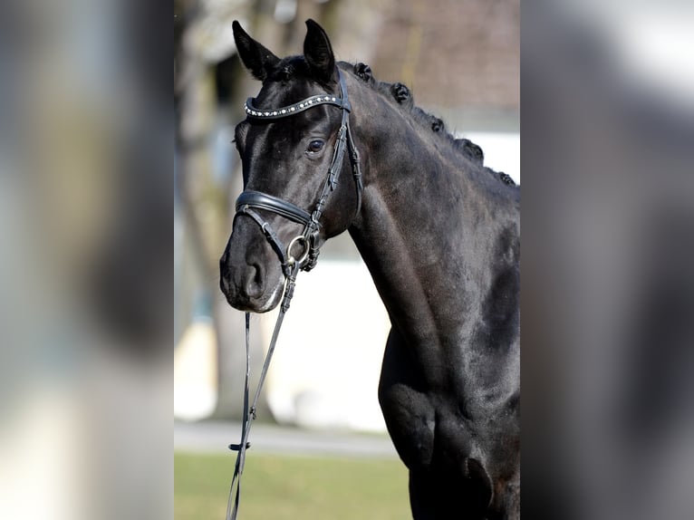 Hannoveraner Wallach 6 Jahre 165 cm Rappe in Stadl-Paura