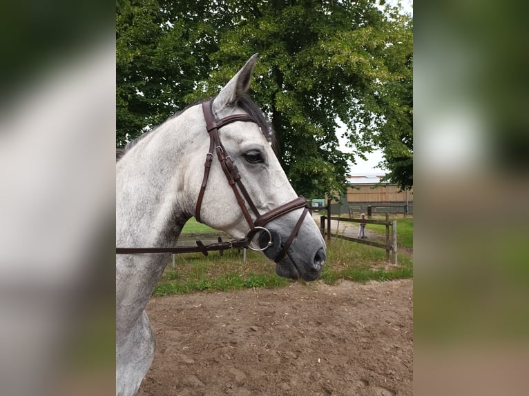 Hannoveraner Wallach 6 Jahre 165 cm Schimmel in Elsdorf