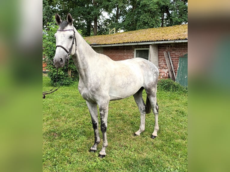 Hannoveraner Wallach 6 Jahre 165 cm Schimmel in Elsdorf