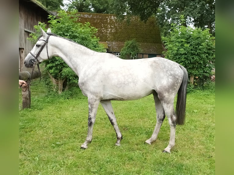 Hannoveraner Wallach 6 Jahre 165 cm Schimmel in Elsdorf