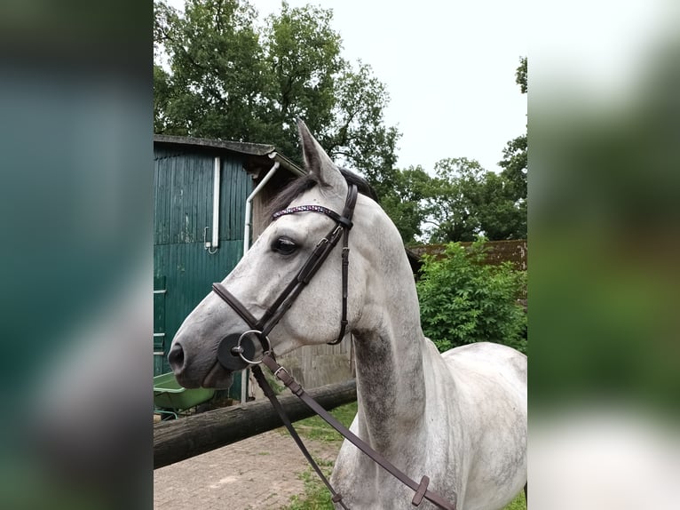 Hannoveraner Wallach 6 Jahre 165 cm Schimmel in Elsdorf