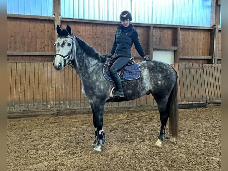 Hannoveraner Wallach 6 Jahre 165 cm Schimmel in Potsdam