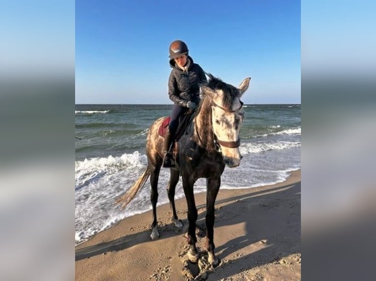 Hannoveraner Wallach 6 Jahre 165 cm Schimmel in Potsdam