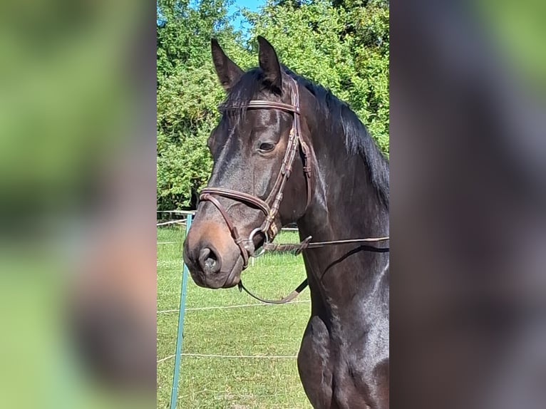 Hannoveraner Wallach 6 Jahre 165 cm Schwarzbrauner in Wennigsen