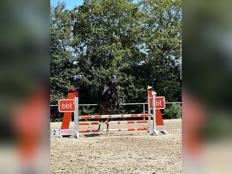 Hannoveraner Wallach 6 Jahre 165 cm Schwarzbrauner in Wennigsen