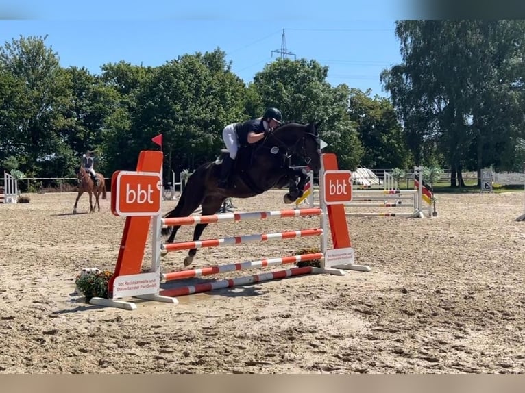 Hannoveraner Wallach 6 Jahre 165 cm Schwarzbrauner in Wennigsen