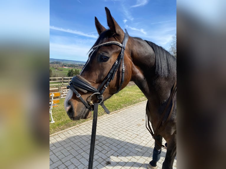 Hannoveraner Wallach 6 Jahre 166 cm Brauner in Kamp-Lintfort