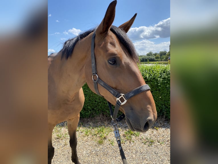 Hannoveraner Wallach 6 Jahre 166 cm Brauner in Eschweiler