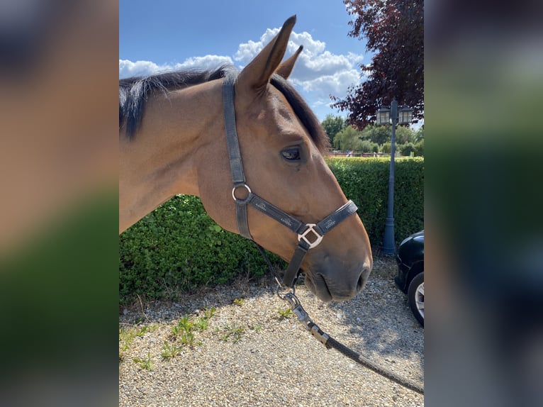 Hannoveraner Wallach 6 Jahre 166 cm Brauner in Eschweiler