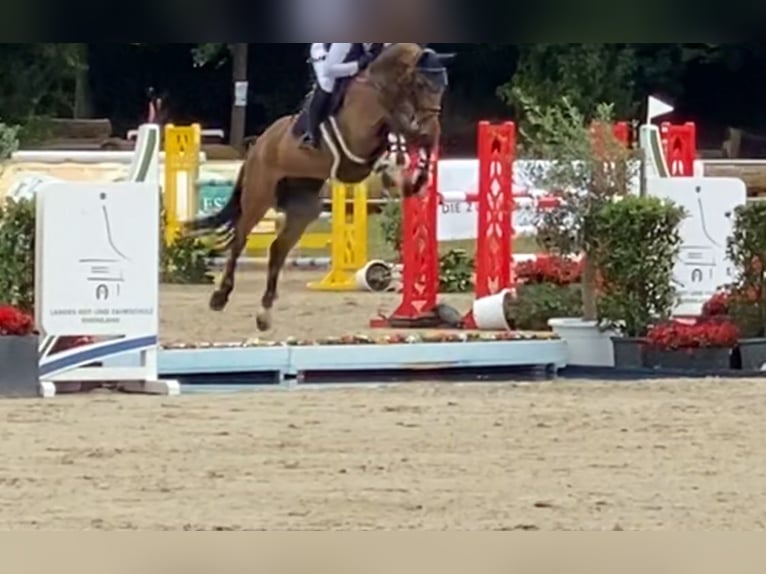 Hannoveraner Wallach 6 Jahre 166 cm Brauner in Eschweiler