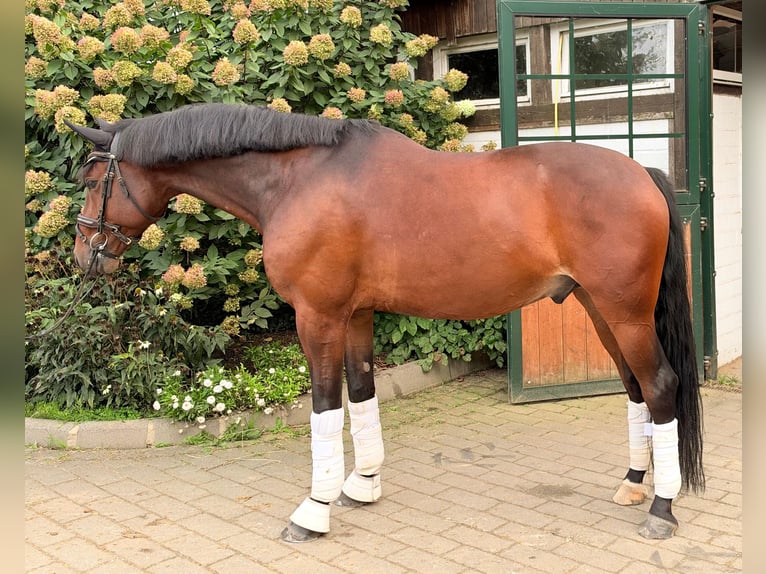 Hannoveraner Wallach 6 Jahre 166 cm Dunkelbrauner in Hamm