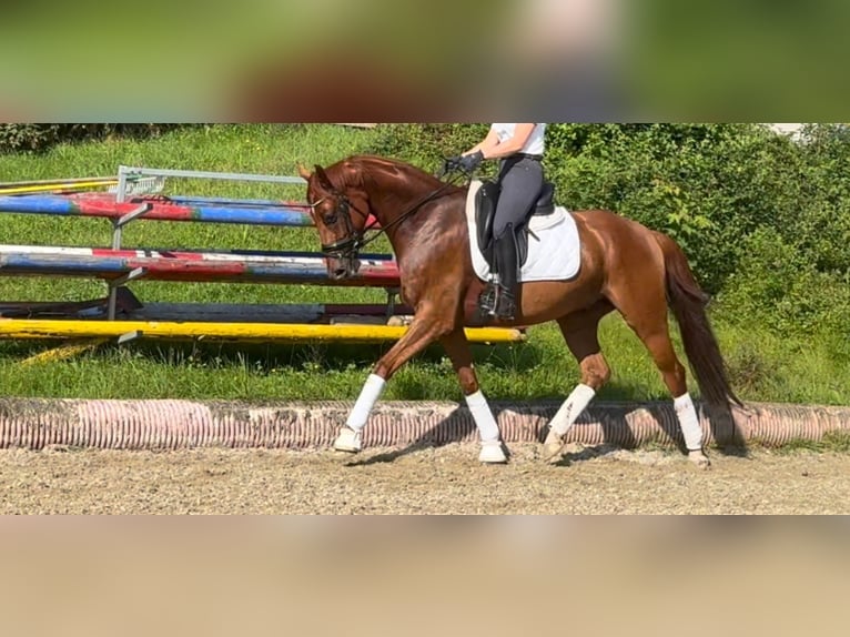 Hannoveraner Wallach 6 Jahre 166 cm Dunkelfuchs in Mehrnbach