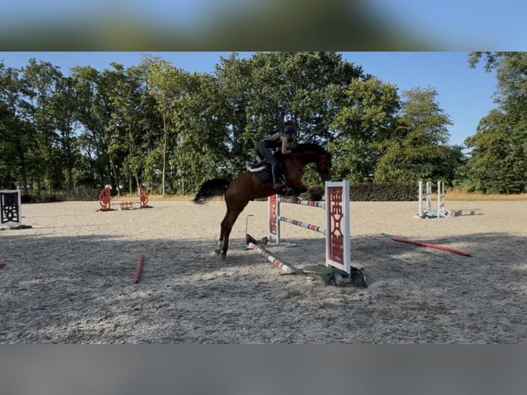 Hannoveraner Wallach 6 Jahre 166 cm Rotbrauner in Pūstelninkai