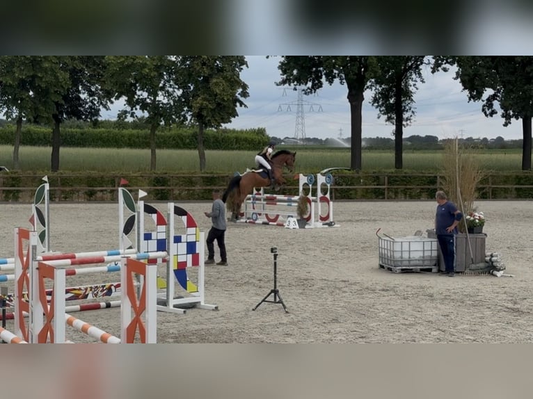Hannoveraner Wallach 6 Jahre 166 cm Rotbrauner in Pūstelninkai