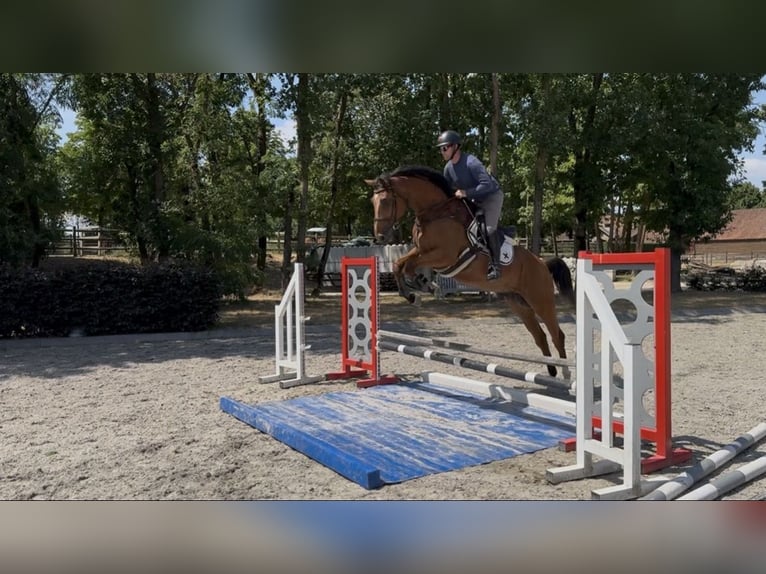Hannoveraner Wallach 6 Jahre 166 cm Rotbrauner in Pūstelninkai