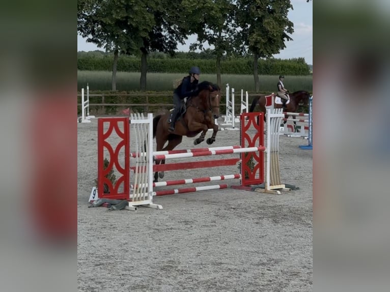 Hannoveraner Wallach 6 Jahre 166 cm Rotbrauner in Pūstelninkai