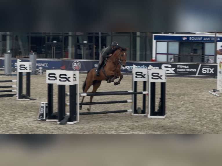 Hannoveraner Wallach 6 Jahre 166 cm Rotbrauner in Pūstelninkai
