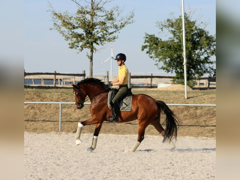 Hannoveraner Wallach 6 Jahre 167 cm Brauner in Börrstadt