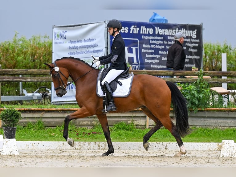 Hannoveraner Wallach 6 Jahre 167 cm Brauner in Börrstadt