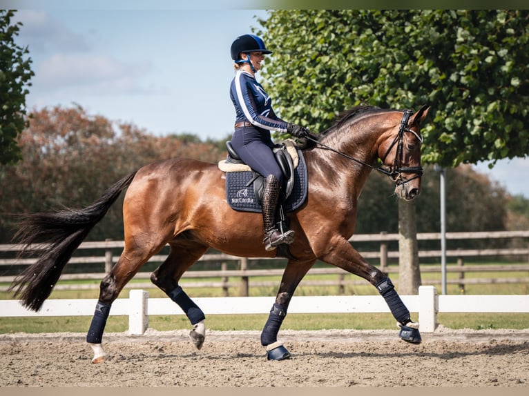 Hannoveraner Wallach 6 Jahre 167 cm Brauner in Girona