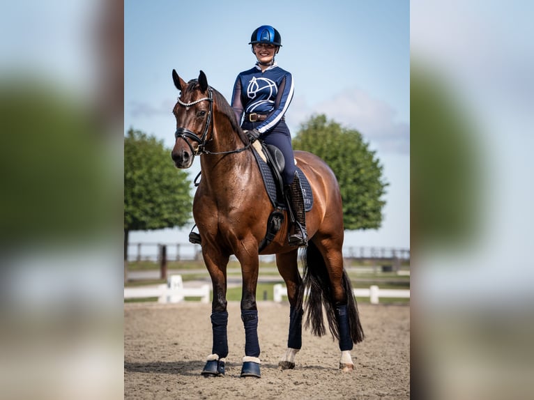 Hannoveraner Wallach 6 Jahre 167 cm Brauner in Girona